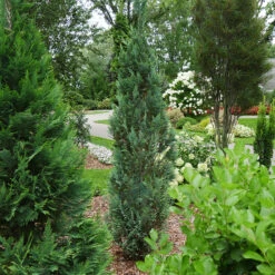 Pinpoint® Blue False Cypress
