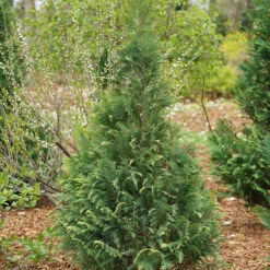 Pinpoint® Blue & Gold False Cypress
