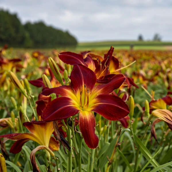 Rainbow Rhythm® 'Ruby Spider' Daylily 2 Rainbow Rhythm® 'Ruby Spider' Daylily - Image 2