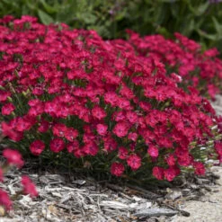 'Paint The Town Red' Dianthus 7 'Paint The Town Red' Dianthus -AURA Flower Shop 8d9e493de68a8bec5e3463796fee61b9