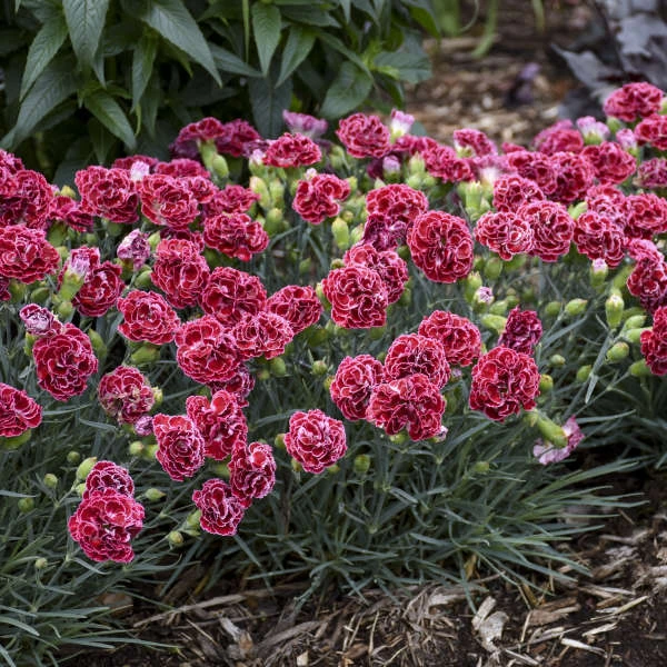 Fruit Punch® 'Cherry Vanilla' Dianthus 2 Fruit Punch® 'Cherry Vanilla' Dianthus - Image 2
