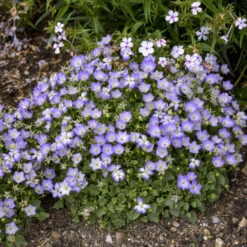 AURA Flower Shop -AURA Flower Shop 9d63878ce250089d742718d44822b130