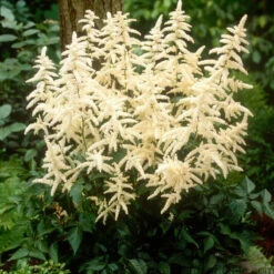 White Astilbe