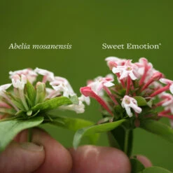 Sweet Emotion® Abelia -AURA Flower Shop Abelia Sweet Emotion 4 P