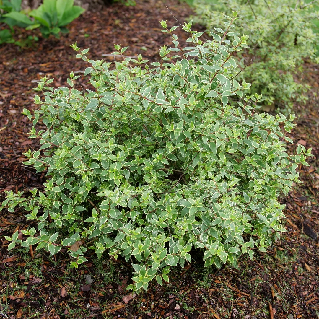 Mucho Gusto™ Abelia 1 Mucho Gusto™ Abelia