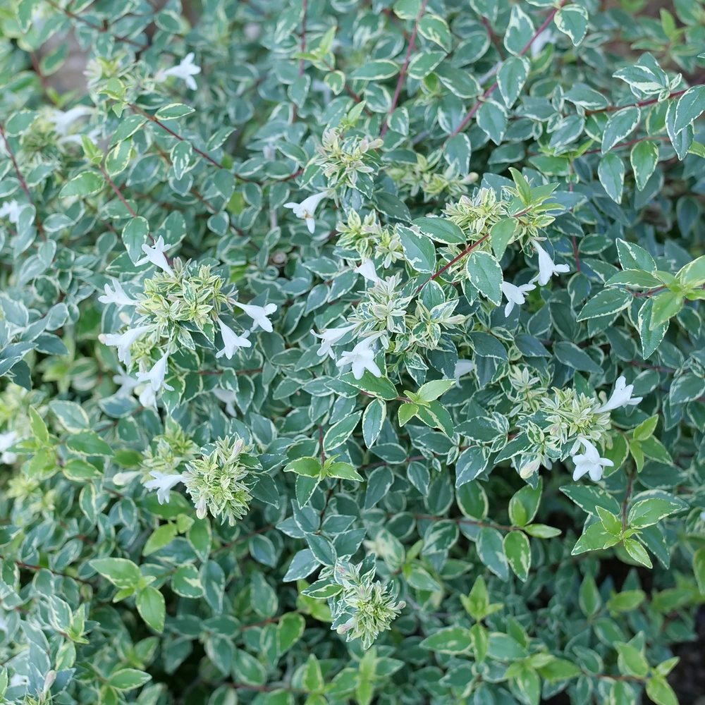 Mucho Gusto™ Abelia 2 Mucho Gusto™ Abelia - Image 2