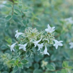 Mucho Gusto™ Abelia 6 Mucho Gusto™ Abelia -AURA Flower Shop AbeliaMuchoGustoP1218145 1080x1080 42faef0