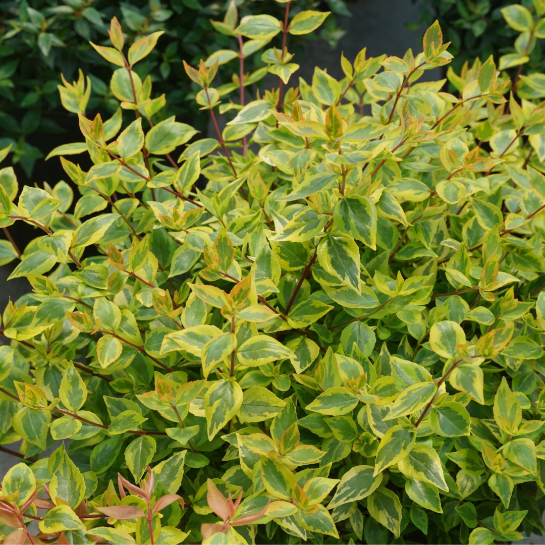 Brilliantina™ Abelia 1 Brilliantina™ Abelia