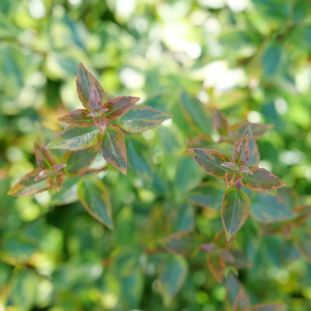 Brilliantina™ Abelia 3 Brilliantina™ Abelia - Image 3