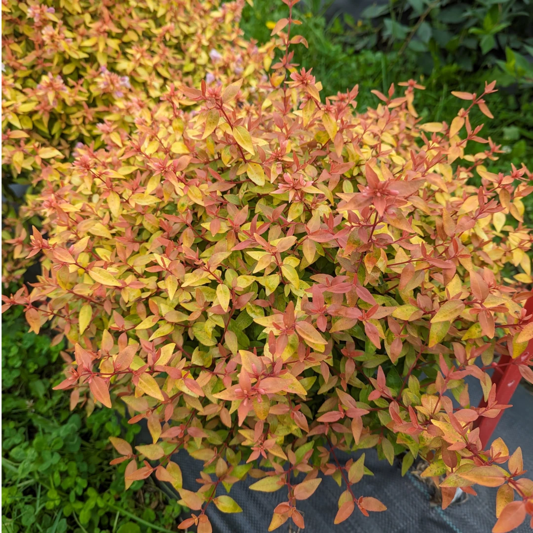 Poco Loco™ Abelia 2 Poco Loco™ Abelia - Image 2