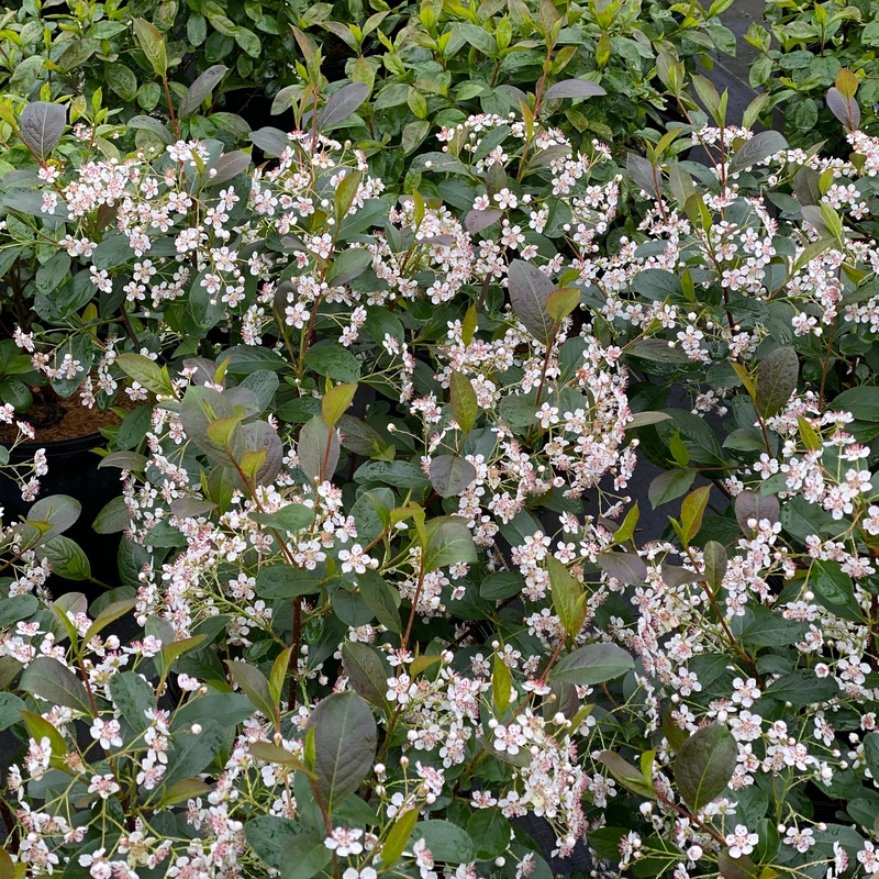 Low Scape Snowfire™ Aronia 1 Low Scape Snowfire™ Aronia