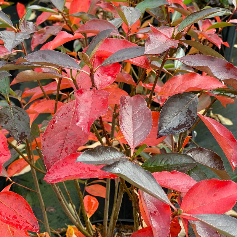 Low Scape Snowfire™ Aronia 2 Low Scape Snowfire™ Aronia - Image 2