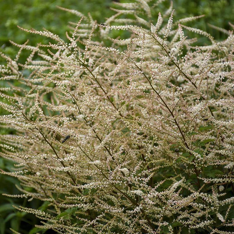 'Chantilly Lace' Goatsbeard 2 'Chantilly Lace' Goatsbeard - Image 2