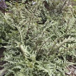 'Crested Surf' Japanese Painted Fern 9 'Crested Surf' Japanese Painted Fern -AURA Flower Shop Athyrium niponicum Crested Surf 2 P sw