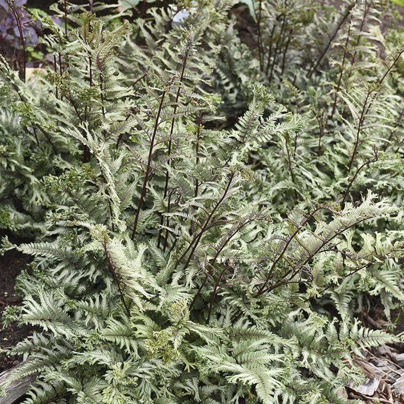 'Crested Surf' Japanese Painted Fern 4 'Crested Surf' Japanese Painted Fern - Image 4