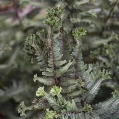 'Crested Surf' Japanese Painted Fern 8 'Crested Surf' Japanese Painted Fern -AURA Flower Shop Athyrium niponicum Crested Surf 3 P sw