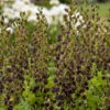 Decadence® 'Dark Chocolate' False Indigo