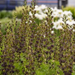 Decadence® 'Dark Chocolate' False Indigo 6 Decadence® 'Dark Chocolate' False Indigo -AURA Flower Shop Baptisia DarkChocolate FalseIndigo 2