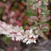 Sunjoy Sequins® Barberry
