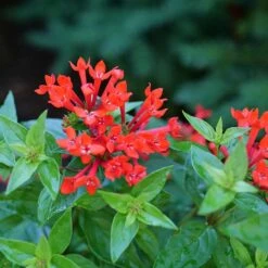 Estrellita™ Scarlet Firecracker Bush