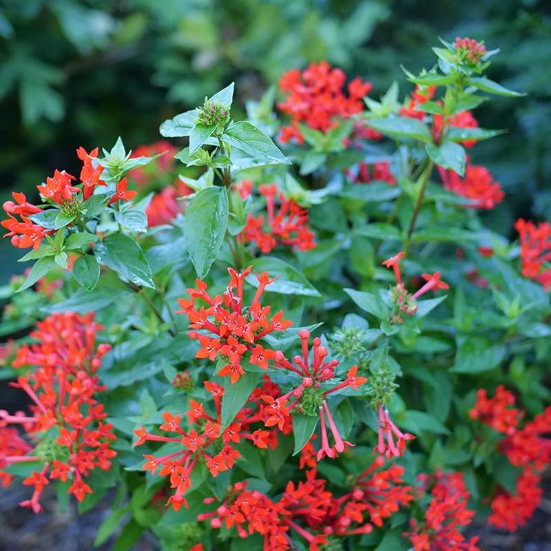 Estrellita™ Scarlet Firecracker Bush 2 Estrellita™ Scarlet Firecracker Bush - Image 2