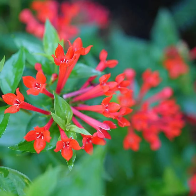 Estrellita™ Scarlet Firecracker Bush 3 Estrellita™ Scarlet Firecracker Bush - Image 3