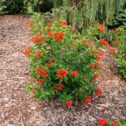 Estrellita™ Scarlet Firecracker Bush 8 Estrellita™ Scarlet Firecracker Bush -AURA Flower Shop Bouvardia Estrellita Scarlet P1238155 800 800 60