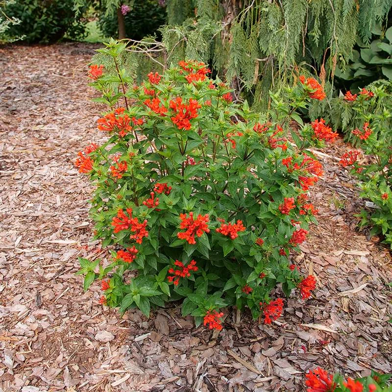 Estrellita™ Scarlet Firecracker Bush 4 Estrellita™ Scarlet Firecracker Bush - Image 4