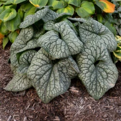 'Jack Of Diamonds' Siberian Bugloss 8 'Jack Of Diamonds' Siberian Bugloss -AURA Flower Shop Brunnera Jack of Diamonds 2 P