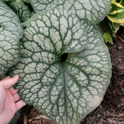 AURA Flower Shop -AURA Flower Shop Brunnera Jack of Diamonds 3 P