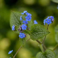 'Queen Of Hearts' Siberian Bugloss 7 'Queen Of Hearts' Siberian Bugloss -AURA Flower Shop Brunnera Queen of Hearts 2 P