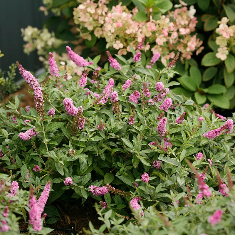 Lo & Behold® 'Pink Micro Chip' Butterfly Bush 3 Lo & Behold® 'Pink Micro Chip' Butterfly Bush - Image 3