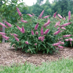 Lo & Behold® 'Pink Micro Chip' Butterfly Bush 8 Lo & Behold® 'Pink Micro Chip' Butterfly Bush -AURA Flower Shop Buddleia Lo Behold Pink Micro Chip 4 P