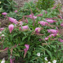 Pugster Pinker™ Butterfly Bush 10 Pugster Pinker™ Butterfly Bush -AURA Flower Shop Buddleia Pugster Pink 1 P