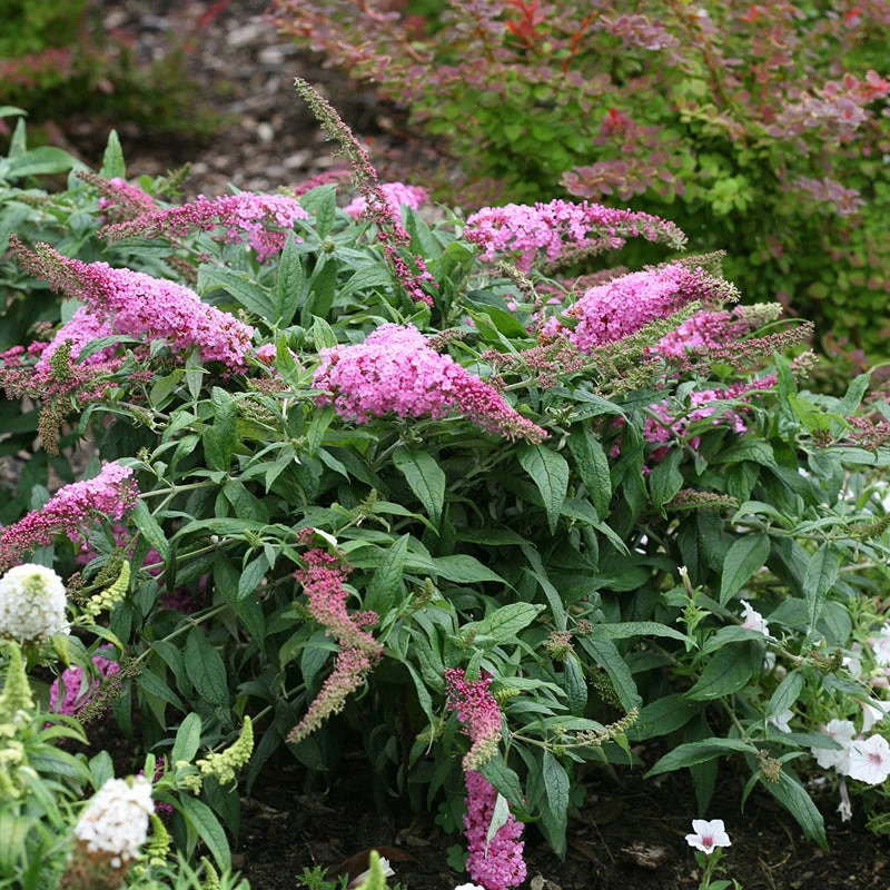 Pugster Pinker™ Butterfly Bush 3 Pugster Pinker™ Butterfly Bush - Image 3
