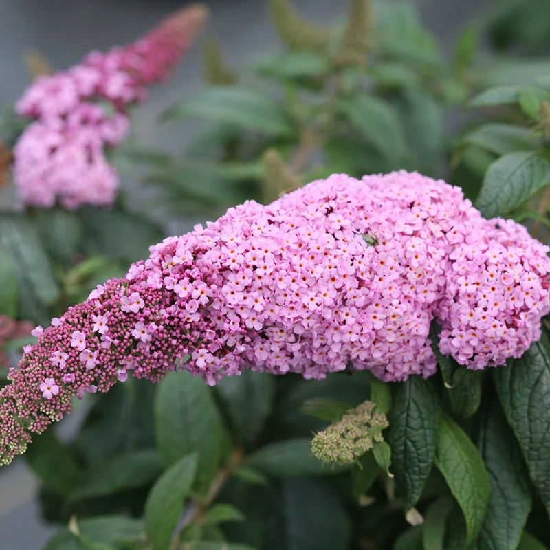 Pugster Pinker™ Butterfly Bush 1 Pugster Pinker™ Butterfly Bush