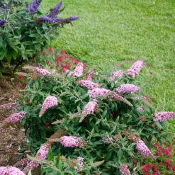 Pugster Pinker™ Butterfly Bush 12 Pugster Pinker™ Butterfly Bush -AURA Flower Shop Buddleia Pugster Pink 6 P