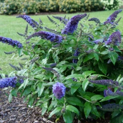 Pugster Blue® Butterfly Bush -AURA Flower Shop BuddleiaPugsterBlueP1000453 800x800 e5bd860