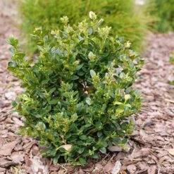 Neatball™ Boxwood 8 Neatball™ Boxwood -AURA Flower Shop Buxus Neatball P1202484 800 800 60