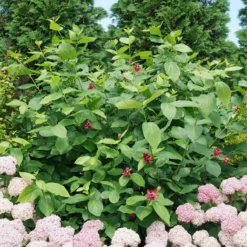 'Aphrodite' Sweetshrub 9 'Aphrodite' Sweetshrub -AURA Flower Shop CalycanthusAphroditeDSC00826 800x800 8413a2a