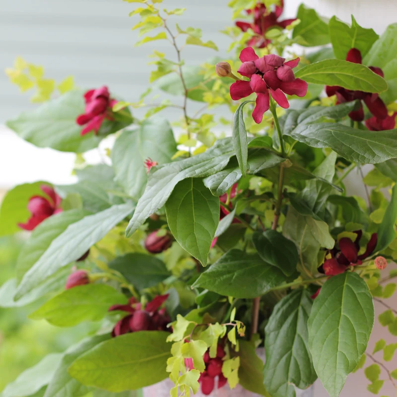 'Aphrodite' Sweetshrub 3 'Aphrodite' Sweetshrub - Image 3