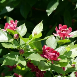 'Aphrodite' Sweetshrub 10 'Aphrodite' Sweetshrub -AURA Flower Shop CalycanthusAphroditeP1071175 800x800 f746dfd
