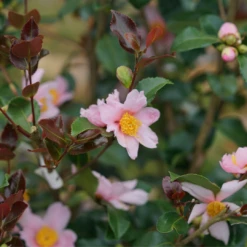 Just Chill Red Tip™ Camellia -AURA Flower Shop CamelliaJustChillRedTipDSC05601 1080x1080 29a208c