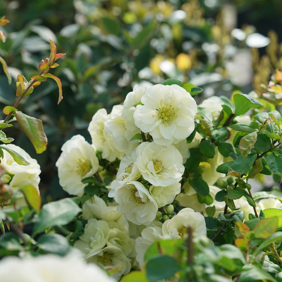 Double Take Eternal White™ Flowering Quince 1 Double Take Eternal White™ Flowering Quince