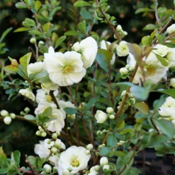 Double Take Eternal White™ Flowering Quince 7 Double Take Eternal White™ Flowering Quince -AURA Flower Shop ChaenomelesDoubleTakeEternalWhiteP1151363 1080x1080 ea480fc