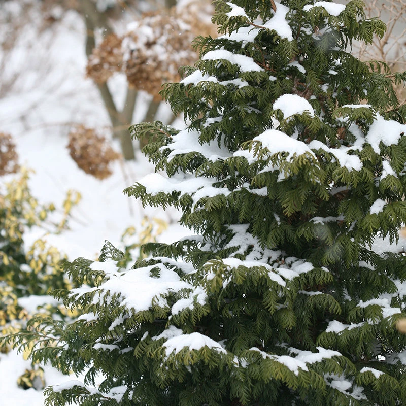 Soft Serve® False Cypress 4 Soft Serve® False Cypress - Image 4