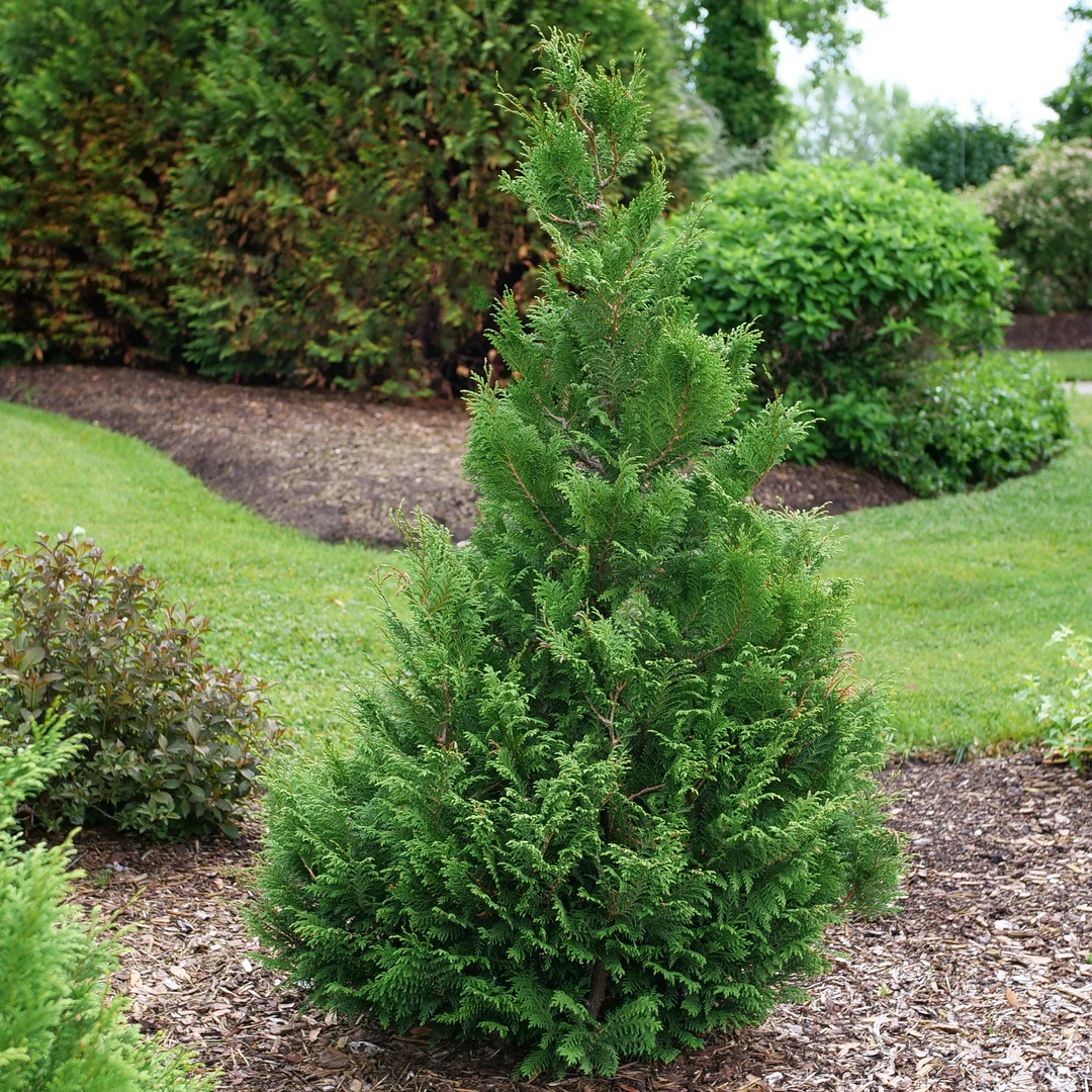 Cedar Rapids™ False Cypress 1 Cedar Rapids™ False Cypress