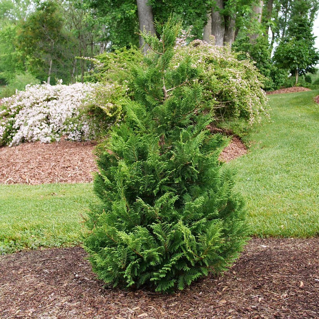 Cedar Rapids™ False Cypress 2 Cedar Rapids™ False Cypress - Image 2
