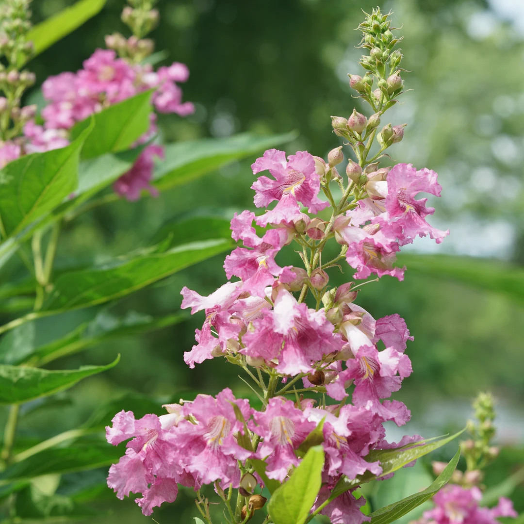 El Niño™ Chitalpa 1 El Niño™ Chitalpa