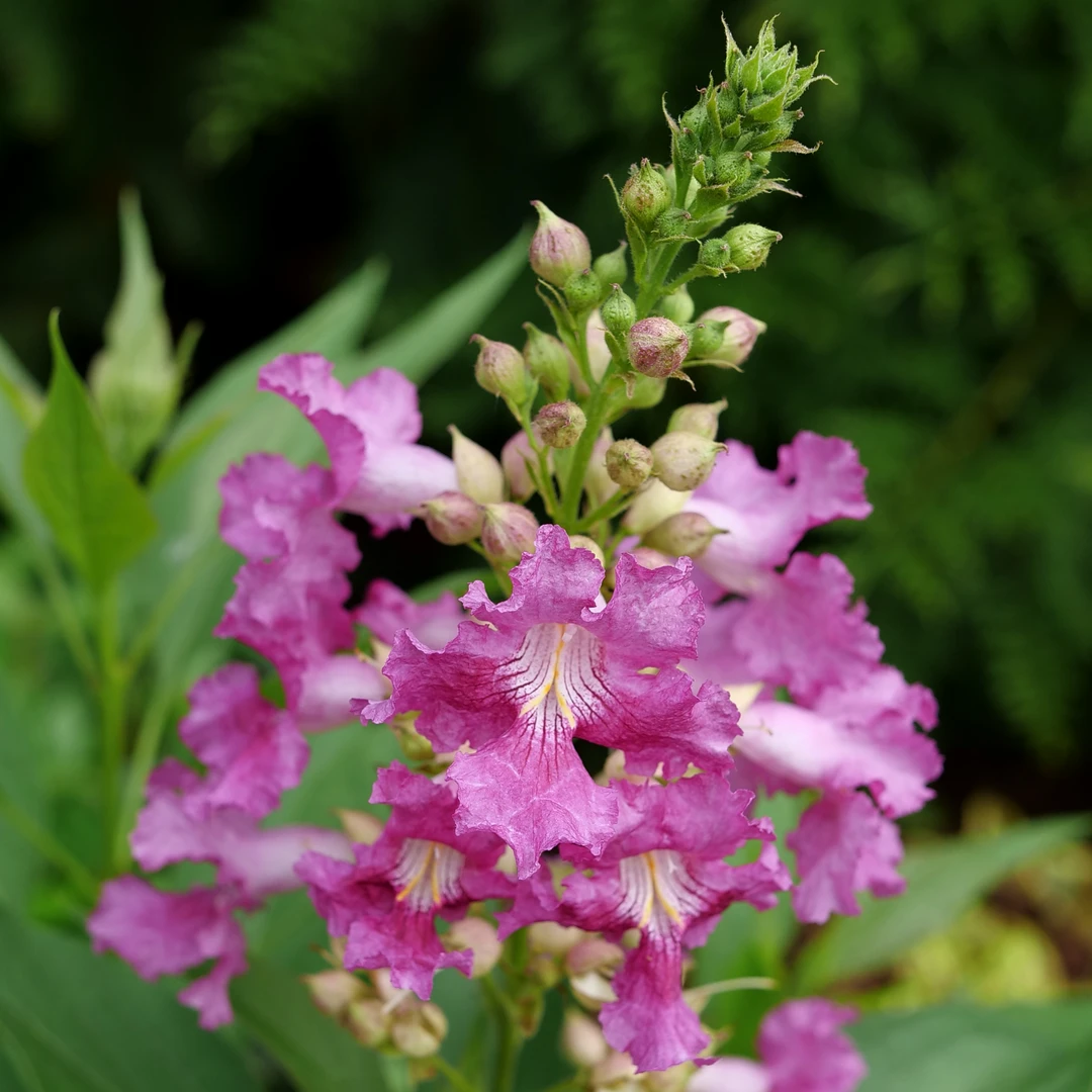 El Niño™ Chitalpa 2 El Niño™ Chitalpa - Image 2